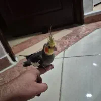 عروس هلندی رام و دستی