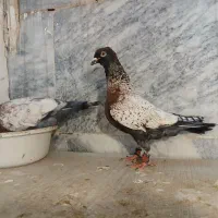 کفتر طاووسی جفت با جوجه نر