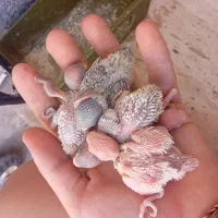 مرغ عشق..