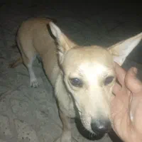 سگ  رژمن