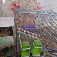 عروس هلندی|پرنده|هامون, |دیوار