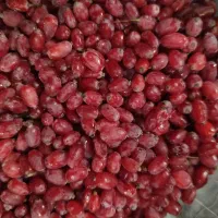 زرشک تازه|عمده‌فروشی|خواف, |دیوار