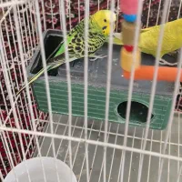 فروش مرغ عشق و قناری نر و قفس|پرنده|سنقر, |دیوار