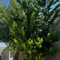 پیش فروش واحد مسکن مهر بانک کشاورزیE5