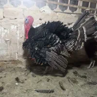 بوقلمون برنز یکساله