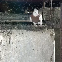 فروش کبوتر|پرنده|جهرم, |دیوار