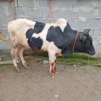 ورزا|حیوانات مزرعه|رشت, بازار|دیوار