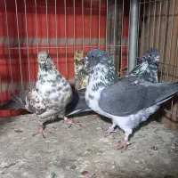 چند جفت کفتر پرشی دهن جور|پرنده|ری, اقدسیه|دیوار