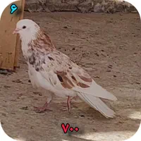 کفتر پلاس یکت شازده زرد سرور شازده سباه سرخ|پرنده|قم, باجک دو|دیوار