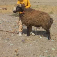 قوچ شال کردستانی