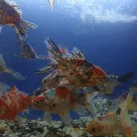 ماهی گلدفیش کالیکو|ماهی|بومهن, |دیوار