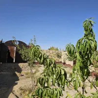 باغچه نهال کاری شده چسبیده بافت روستا نقد اقساط