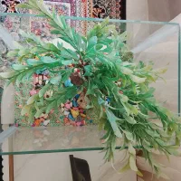 سنگ هاروشه درخته هم میدم هرچه داخلشه