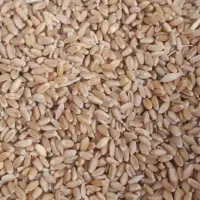 گندم ده دشت کشت امسال