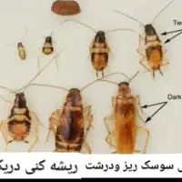 سمپاشی صدرصدتضمینی سم پاشی سوسگ‌وساس و...|خدمات نظافت|پردیس, فاز ۲|دیوار