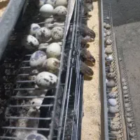 تخم بلدرچین