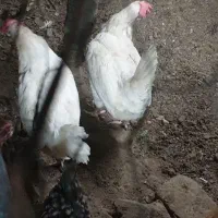۲ عدد ماشینی گوشتی