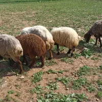 سه عدد گوسفند و دو تا بره ماده