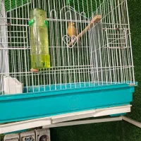 ۲عدد قناری نر وماده