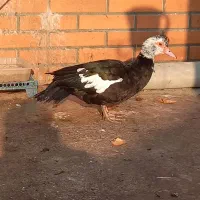 اردک اسرائیلی