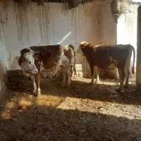 تلیسه آبستن