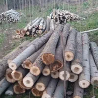 خریدار چوب و درخت (جنگلی و صنوبر)