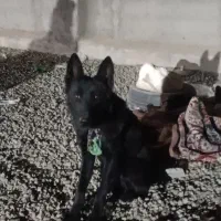 واگذاری دو قلاده سگ پیت بول وژرمن بلاگ|سگ|سنندج, |دیوار