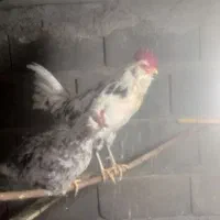 خروس|پرنده|زنجان, |دیوار