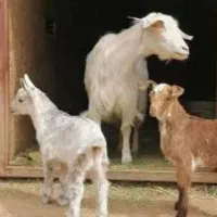 تعداد دوازده راس بز گم شده در منطقه کوه پات