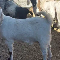 بز پاکستانی درجه یک شاه بز