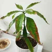 نهال انبه|گل و گیاه طبیعی|بندر کنگان, |دیوار