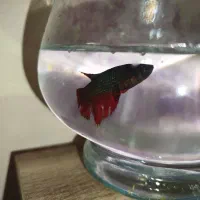 فایتر نر و ماده|ماهی|کرمانشاه, |دیوار