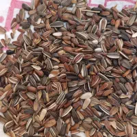 تخمه افتاب