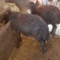 فروش گوسفند|حیوانات مزرعه|شاهین دژ, |دیوار