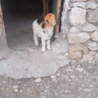 یک عدد بره ماده هم شیر می خوره هم علف