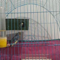 مرغ عشق|پرنده|دوگنبدان, |دیوار