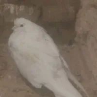 یک جفت کاشونی چشم زرد