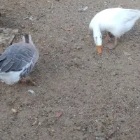 یک جفت غوقاز|حیوانات مزرعه|آران و بیدگل, |دیوار