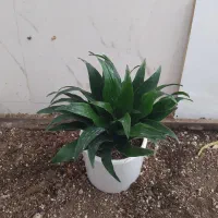 گل و گیاه کامپکت|گل و گیاه طبیعی|اهواز, سیصد دستگاه|دیوار