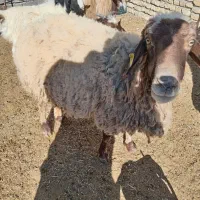 بز بره میش بره ماده|حیوانات مزرعه|مشهد, کارده|دیوار