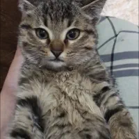 واگذاری بچه‌گربه ماده|گربه|کرمان, |دیوار