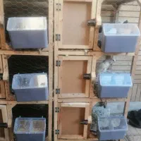 قفس جفتگاه کبوتر کفتر مرغ و خروس بلدرچین