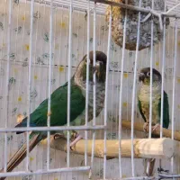 طوطی گرینچیک تراکوئیس یلو ساید