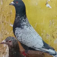 طاوسی سیاه ماده کاکلی جوان فوق عتیقه