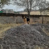 ژرمن شپرد اصل