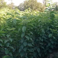 نهال گیلاس تک دانه و آلبالو اسرائیلی