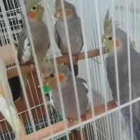 ۴ عدد جوجه عروس هلندی ۴ ماه|پرنده|شاهین‌شهر, شهرک گلدیس|دیوار