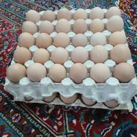 تخم نطفه دار،وجوجه بلک استار