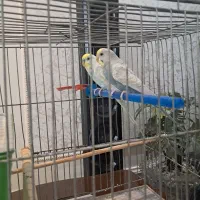 مرغ عشق و فنچ