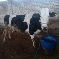 گاو آلمانی اصل